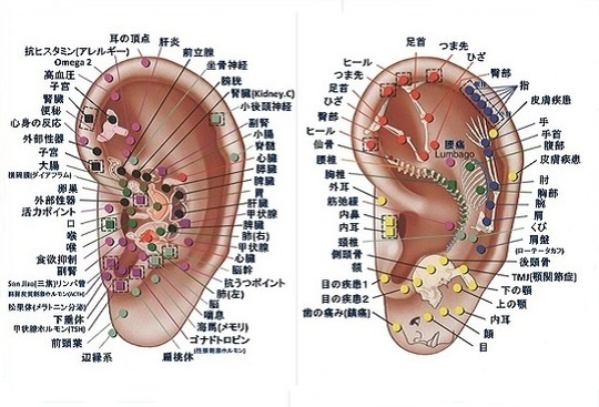 カイロプラクティック 耳介療法 - 外反母趾、浮き指、巻き爪はカサハラ